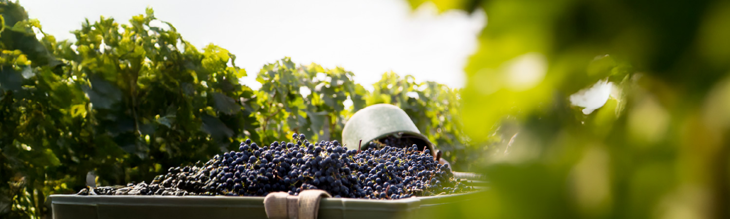 Purple grapes spilling from a bucket in a vineyard